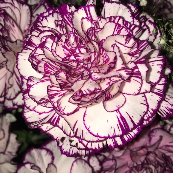 Meet your Posher, Elena - Picture 1 of 1